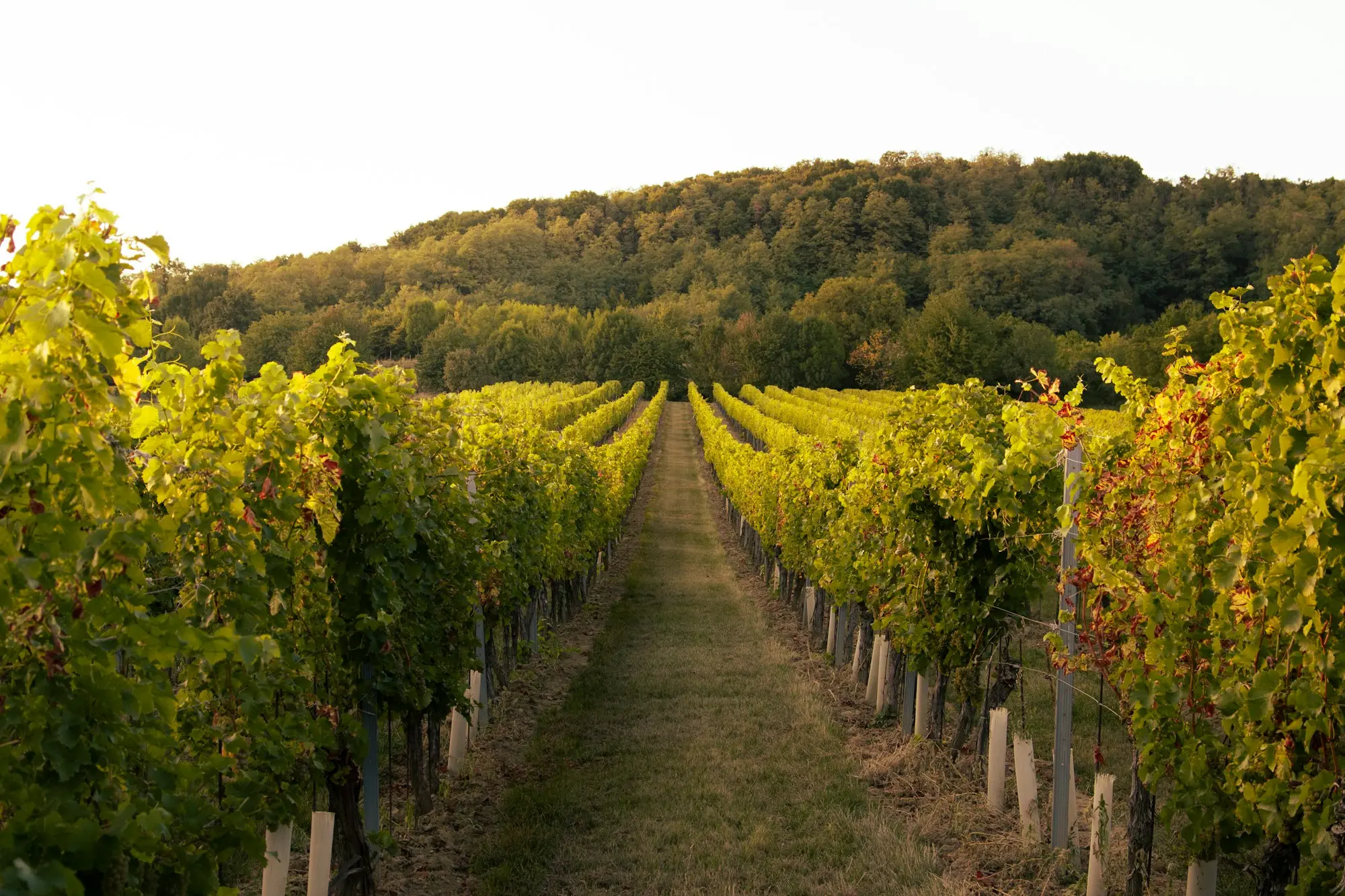 Rows of vines in a vineyard with trees behind